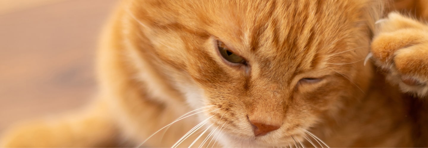 Lopper hos hunde og katte Sådan behandler du nemt og effektivt